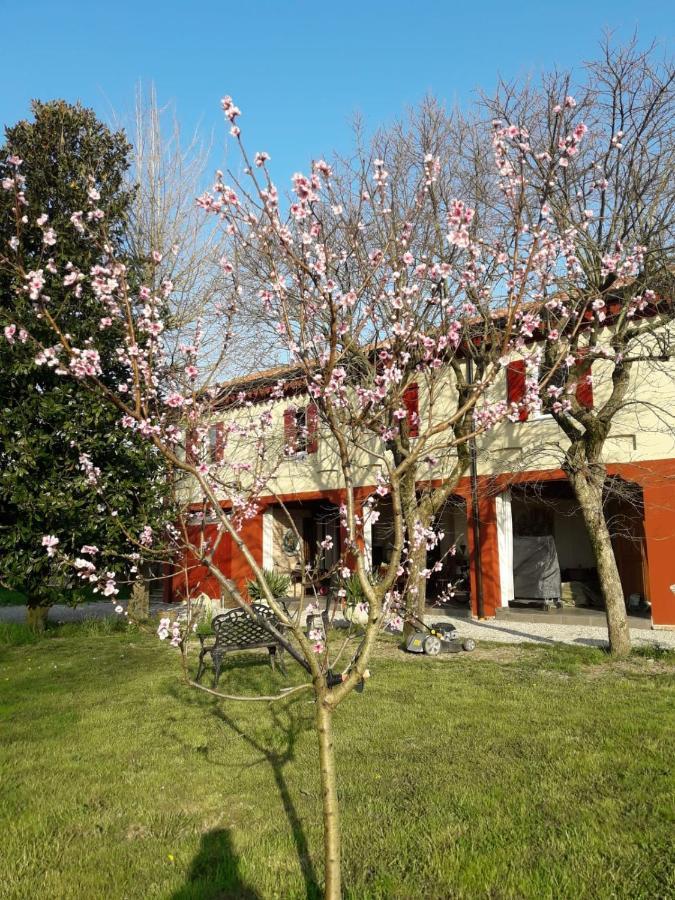 Tenuta Crescentini-Vallemura ,Appartamenti Con Entrata Indipendente サン・ドナ・ディ・ピアーヴェ エクステリア 写真